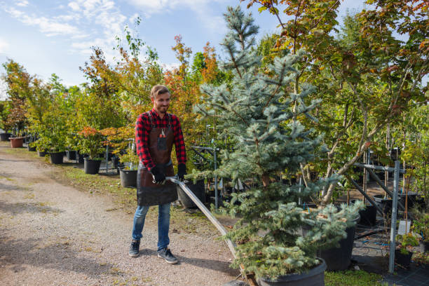 How Our Tree Care Process Works  in  Byron, IL